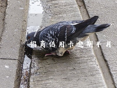 招商信用卡逾期半月 招商信用卡逾期半月