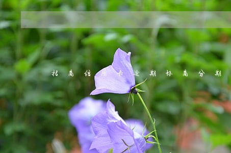 招商信用卡逾期协商分期短信 招商信用卡逾期协商分期短信