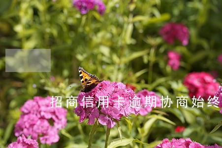 招商信用卡逾期协商始终不同意 招商信用卡逾期协商始终不同意
