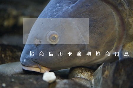 招商信用卡逾期协商扣息