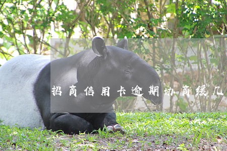 招商信用卡逾期协商缓几天还款 招商信用卡逾期协商缓几天还款