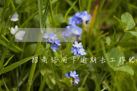 招商信用卡逾期去工作的单位 招商信用卡逾期去工作的单位