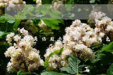 招商信用卡逾期可以减免利息吗 招商信用卡逾期可以减免利息吗