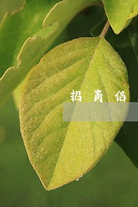 招商信用卡逾期后客服说不上征信