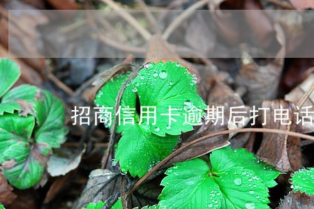 招商信用卡逾期后打电话到公司