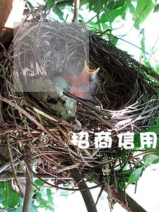 招商信用卡逾期后暂缓 招商信用卡逾期后暂缓