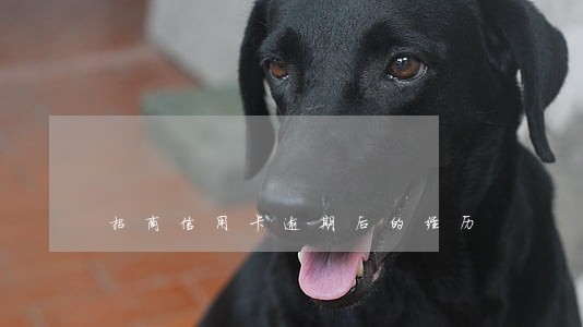 招商信用卡逾期后的经历 招商信用卡逾期后的经历