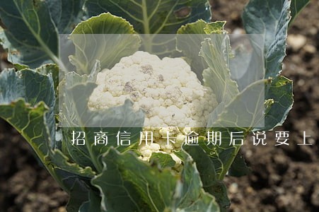 招商信用卡逾期后说要上门 招商信用卡逾期后说要上门