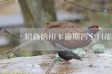 招商信用卡逾期四个月能解冻吗 招商信用卡逾期四个月能解冻吗