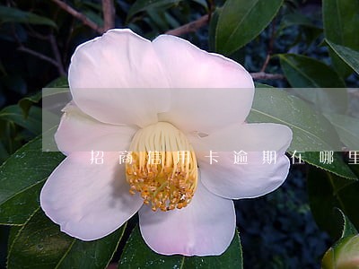 招商信用卡逾期在哪里查询 招商信用卡逾期在哪里查询