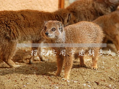 招商信用卡逾期多久会委托催债 招商信用卡逾期多久会委托催债