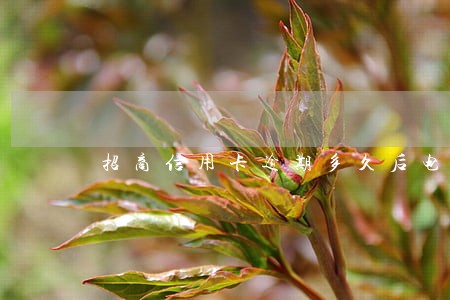 招商信用卡逾期多久后电话催收 招商信用卡逾期多久后电话催收