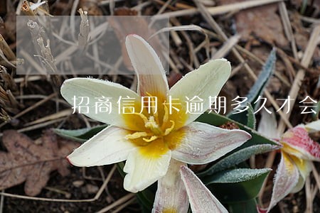 招商信用卡逾期多久才会停卡 招商信用卡逾期多久才会停卡