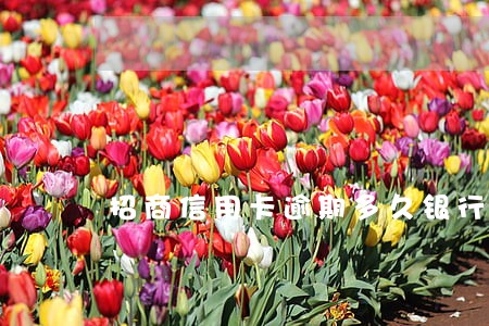 招商信用卡逾期多久银行会催款