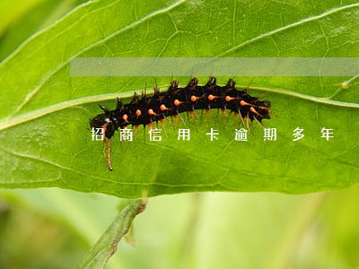 招商信用卡逾期多年