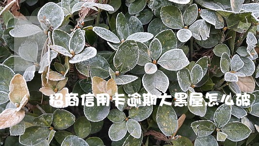 招商信用卡逾期大黑屋怎么破