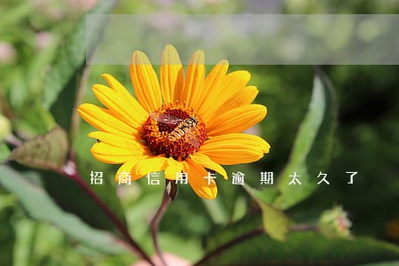 招商信用卡逾期太久了 招商信用卡逾期太久了