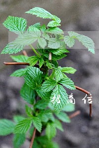 招商信用卡逾期好期贷还可以吗 招商信用卡逾期好期贷还可以吗