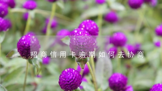 招商信用卡逾期如何去协商 招商信用卡逾期如何去协商
