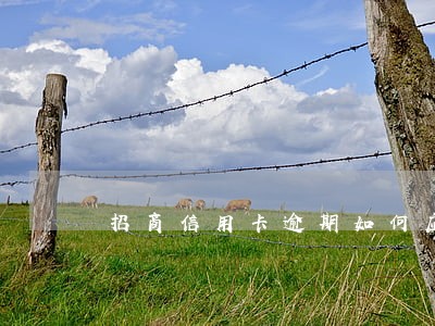 招商信用卡逾期如何应对 招商信用卡逾期如何应对