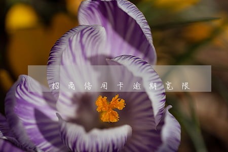 招商信用卡逾期宽限 招商信用卡逾期宽限