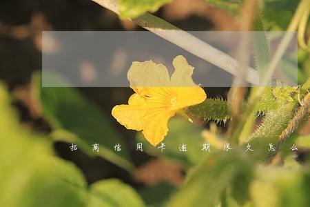 招商信用卡逾期很久怎么办 招商信用卡逾期很久怎么办