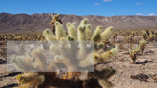 招商信用卡逾期怎么写信访 招商信用卡逾期怎么写信访