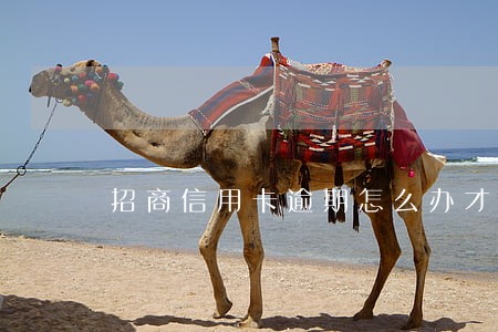 招商信用卡逾期怎么办才能解封