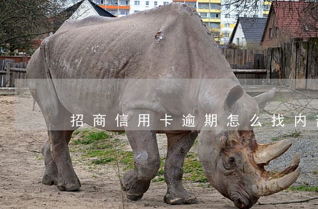 招商信用卡逾期怎么找内部人
