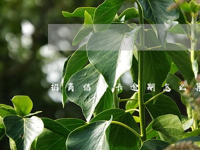 招商信用卡逾期怎么算的