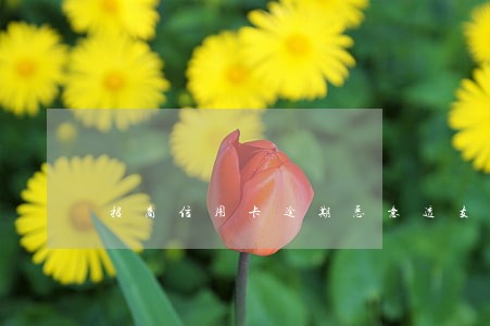 招商信用卡逾期恶意透支