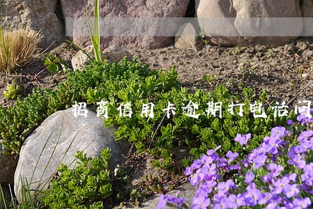 招商信用卡逾期打电话问地址