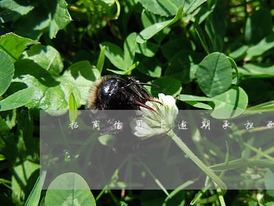 招商信用卡逾期承担刑事责任 招商信用卡逾期承担刑事责任
