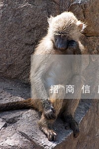 招商信用卡逾期收到诉讼怎么办 招商信用卡逾期收到诉讼怎么办