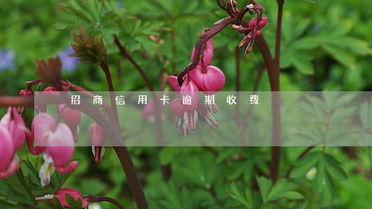 招商信用卡逾期收费 招商信用卡逾期收费