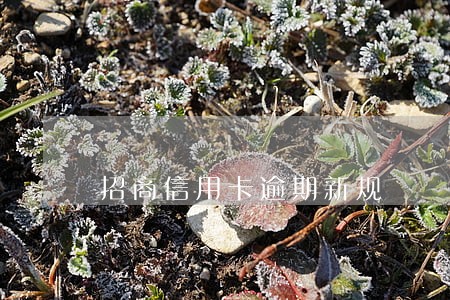 招商信用卡逾期新规
