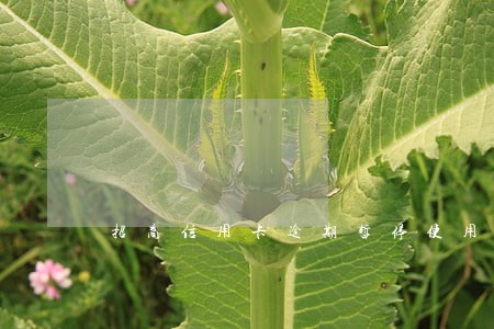 招商信用卡逾期暂停使用 招商信用卡逾期暂停使用