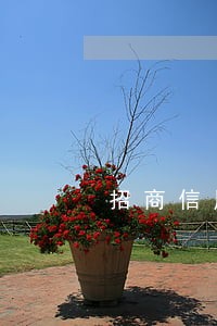 招商信用卡逾期最低还款能解冻吗 招商信用卡逾期最低还款能解冻吗