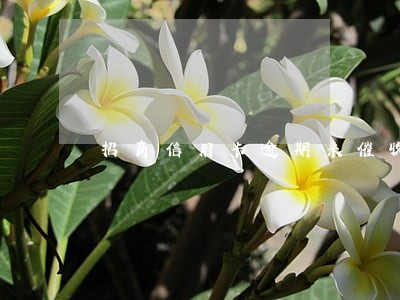 招商信用卡逾期来催收 招商信用卡逾期来催收