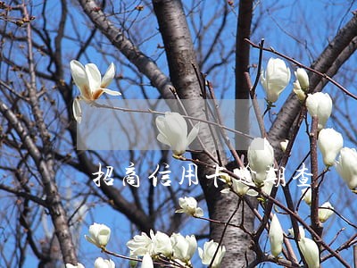 招商信用卡逾期查