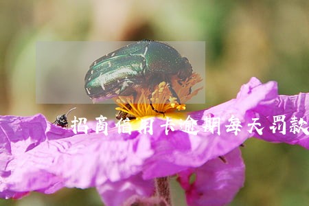 招商信用卡逾期每天罚款多少 招商信用卡逾期每天罚款多少