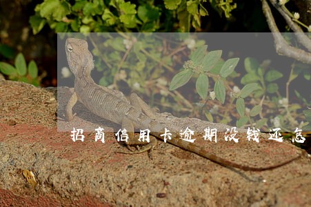 招商信用卡逾期没钱还怎么办 招商信用卡逾期没钱还怎么办