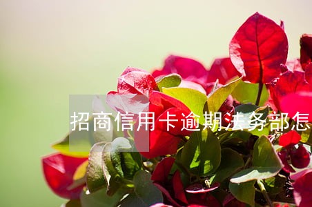 招商信用卡逾期法务部怎么处理