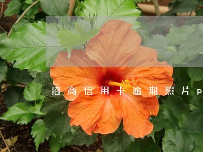 招商信用卡逾期照片p图 招商信用卡逾期照片p图
