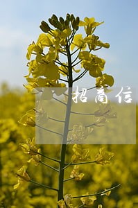 招商信用卡逾期电话骚扰家里人 招商信用卡逾期电话骚扰家里人