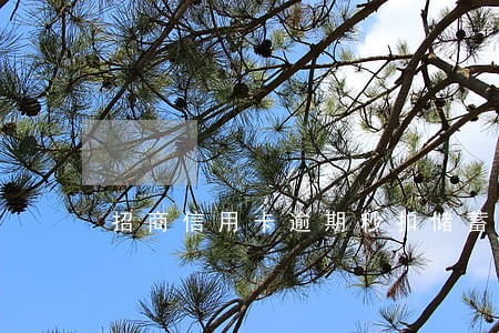 招商信用卡逾期秒扣储蓄卡的钱 招商信用卡逾期秒扣储蓄卡的钱