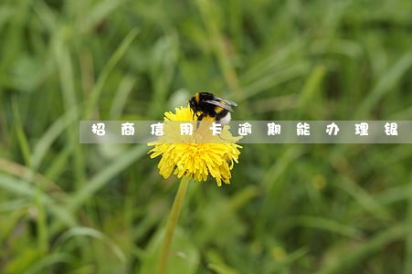 招商信用卡逾期能办理银行卡么