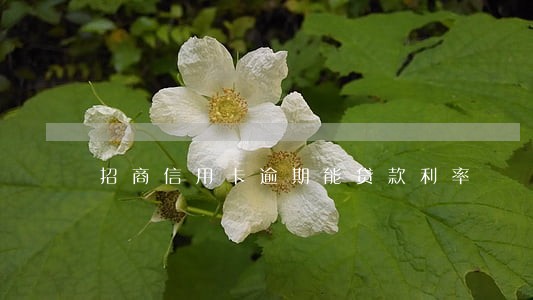招商信用卡逾期能贷款利率 招商信用卡逾期能贷款利率