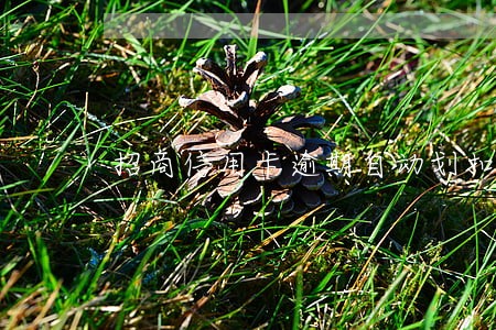 招商信用卡逾期自动划扣时间 招商信用卡逾期自动划扣时间