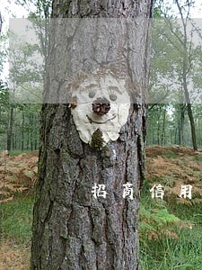 招商信用卡逾期自己怎么协商